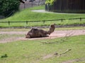 Tired camel yawning at the zoo