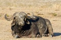 Tired Cape buffalo bull rolling in water pond to cool down Royalty Free Stock Photo