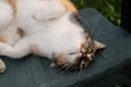 A tired cat lying on the plasti chair Royalty Free Stock Photo