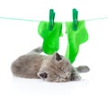 Tired cat near socks on the rope for drying. isolated on white Royalty Free Stock Photo