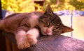Tired cat sleeps on the porch of a country house on a sunny day. Domestic cat lying on a black wood. Royalty Free Stock Photo