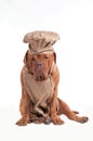 Tired Chef Dog with Apron and Chef Hat Royalty Free Stock Photo