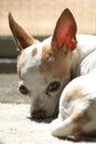 Tired Chihuahua in Color 1 Royalty Free Stock Photo