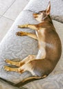 Tired chihuahua dog lies on couch in a funny way Royalty Free Stock Photo