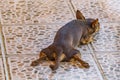 Tired chihuahua dog lies on floor in a funny way Royalty Free Stock Photo