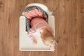 Tired child sleeping in highchair after the lunch. Cute baby girllying his face on the table tray. Top view Royalty Free Stock Photo