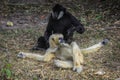 Tired couple of White and Black Gibbons resting on the Ground in the Rain Forest Royalty Free Stock Photo