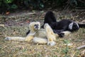 Tired couple of White and Black Gibbons resting on the Ground in the Rain Forest Royalty Free Stock Photo