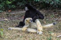 Tired couple of White and Black Gibbons resting on the Ground in the Rain Forest Royalty Free Stock Photo