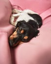 Cute dog sleeping on a pink lazy bag