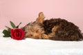 Tired cute little Yorkshire terrier resting on soft bed with red Royalty Free Stock Photo