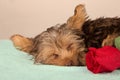 Tired cute little Yorkshire terrier resting on soft bed with red Royalty Free Stock Photo