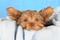 Tired cute little Yorkshire terrier resting on soft blue bed Royalty Free Stock Photo