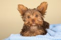 Tired cute little Yorkshire terrier resting on soft blue bed Royalty Free Stock Photo