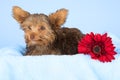 Tired cute little Yorkshire terrier resting on a soft blue bed a Royalty Free Stock Photo