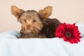 Tired cute little Yorkshire terrier resting on a soft blue bed a Royalty Free Stock Photo