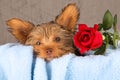 Tired cute little Yorkshire terrier resting on a soft blue bed a Royalty Free Stock Photo