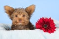 Tired cute little Yorkshire terrier resting on a soft blue bed a Royalty Free Stock Photo