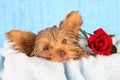 Tired cute little Yorkshire terrier resting on a soft blue bed a Royalty Free Stock Photo