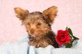 Tired cute little Yorkshire terrier resting on a soft blue bed a Royalty Free Stock Photo