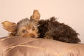 Tired cute little Yorkshire terrier resting on soft brown cushion