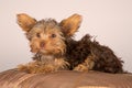 Tired cute little Yorkshire terrier resting on soft brown cushion
