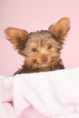 Tired cute little Yorkshire terrier resting on soft pink bed Royalty Free Stock Photo