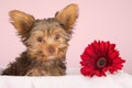 Tired cute little Yorkshire terrier resting on a soft pink bed a Royalty Free Stock Photo