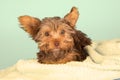 Tired cute little Yorkshire terrier resting on soft yellow bed Royalty Free Stock Photo