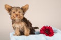 Tired cute little Yorkshire terrier sitting on a soft blue bed w Royalty Free Stock Photo