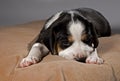 Tired cute puppy on pillow.