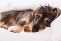 Tired dachshund lying on a wool blanket