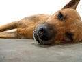 Tired dog Royalty Free Stock Photo