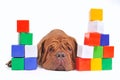 Tired dog and cube brick towers Royalty Free Stock Photo