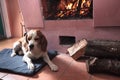 Tired dog has a rest near to a fireplace Royalty Free Stock Photo