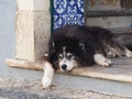 Tired Dog Resting In Doorway