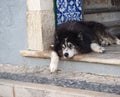 Tired Dog Resting In Doorway