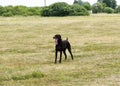 Landscape with hunting dog Royalty Free Stock Photo