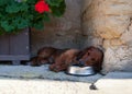 Tired dog sleeping on a bowl of water Royalty Free Stock Photo