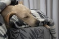 Tired dog sleeping under blanket