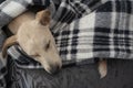 Tired dog sleeping under blanket