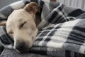 Tired dog sleeping under blanket