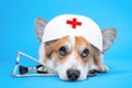 Tired dog in a suit of a nurse or doctor lies on a stroboscope on a blue background. Pet treatment concept Royalty Free Stock Photo