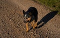 Tired dog Royalty Free Stock Photo