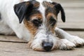 Tired dog after walking - Sad dog - Dog portrait Royalty Free Stock Photo