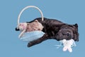 Tired dogs asleep Royalty Free Stock Photo