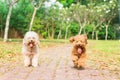 Tired dogs with long tongue resting after exercise at park Royalty Free Stock Photo