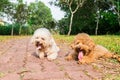 Tired dogs with long tongue resting after exercise at park Royalty Free Stock Photo