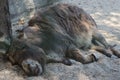 Tired donkey with closed eyes lying down on sand and sleeping