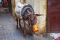 Tired donkey in Meknes medina. Meknes is one of the four Imperial cities of Morocco and the sixth largest city by population in